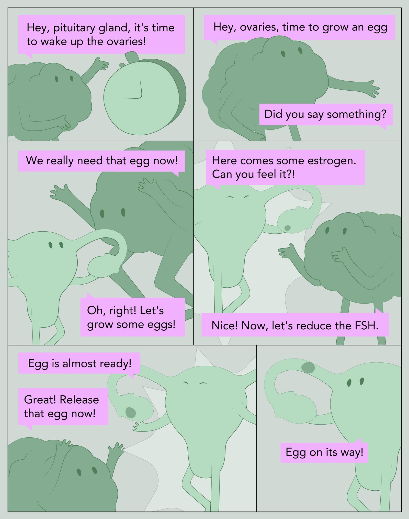 A comic strip illustrating the menstrual cycle with anthropomorphized organs (brain, ovaries) interacting. Panel 1: A brain says, "Hey, pituitary gland, it's time to wake up the ovaries!" A clock is shown, symbolizing timing. Panel 2: The Brain tells the ovaries, "Hey, ovaries, time to grow an egg." The ovaries reply, "Did you say something?" Panel 3: The Brain says, "We really need that egg now!" The ovaries respond, "Oh, right! Let's grow some eggs!" Panel 4: The Ovaries shout, "Here comes some estrogen. Can you feel it?!" The Brain replies, "Nice! Now, let's reduce the FSH." Panel 5: The Ovaries says, "Egg is almost ready!" The Brain cheers, "Great! Release that egg now!" Panel 6: The ovary releases the egg and says, "Egg on its way!" This comic is a simplified and personified explanation of the hormonal regulation involved in the menstrual cycle.