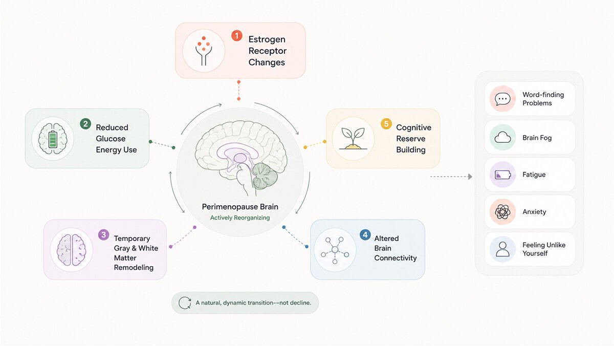 What is happening to your brain during menopause