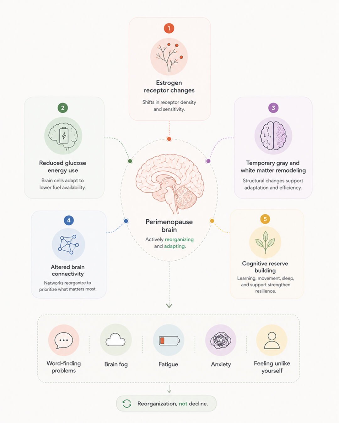 What is happening to your brain during menopause