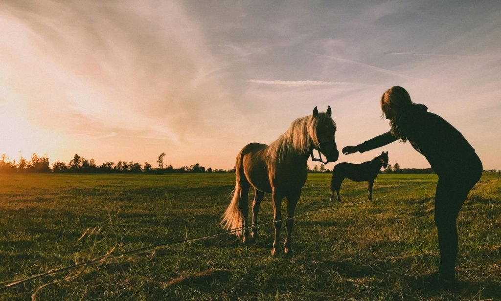 pexels-basmasseus-1203308_web-aspect-ratio-1506-906