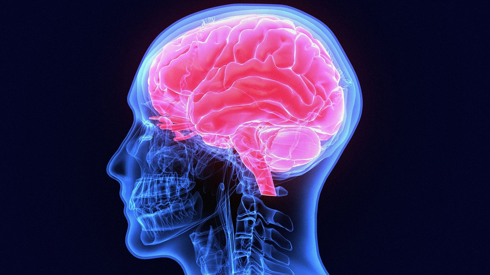 3D medical illustration showing a human head in profile with the brain highlighted in pink.