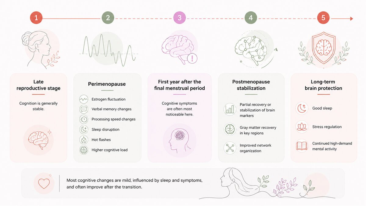 Cognitive recovery timeline in perimenopause