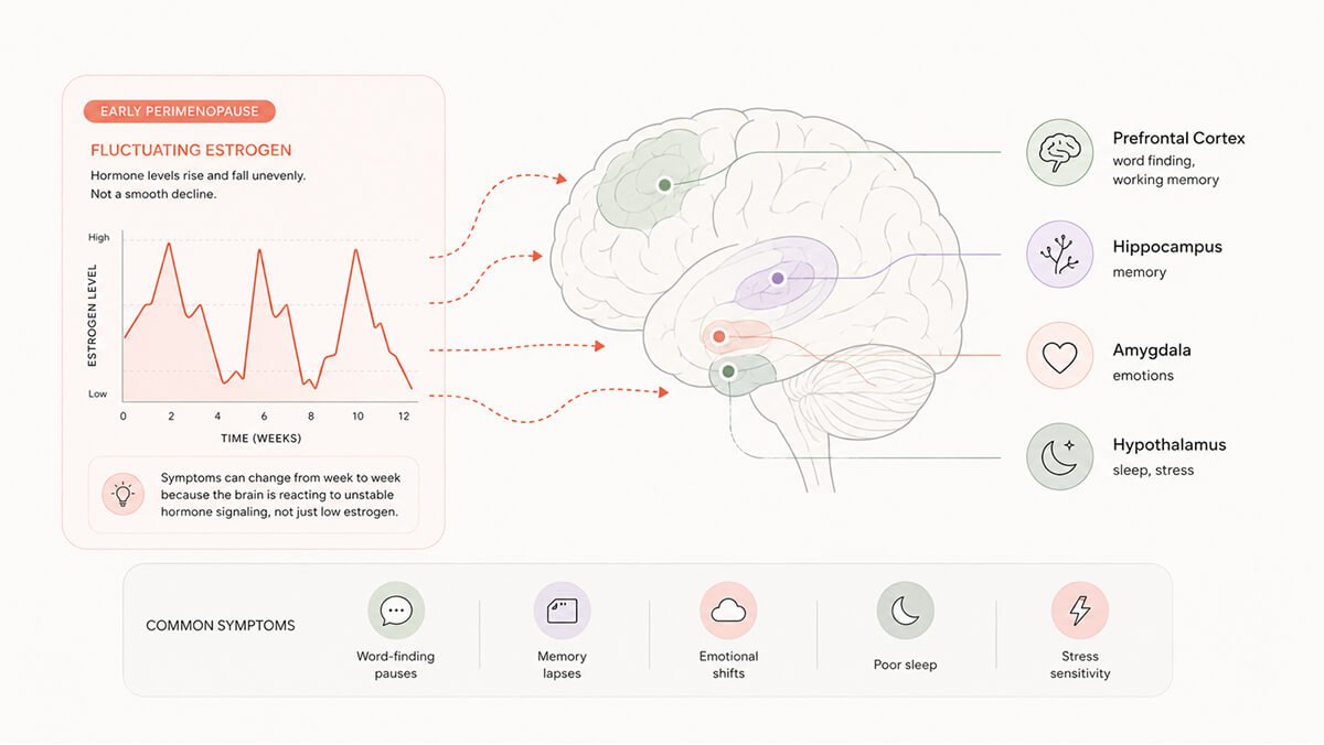 What is happening to the brain during estrogen fluctuation in early perimenopause