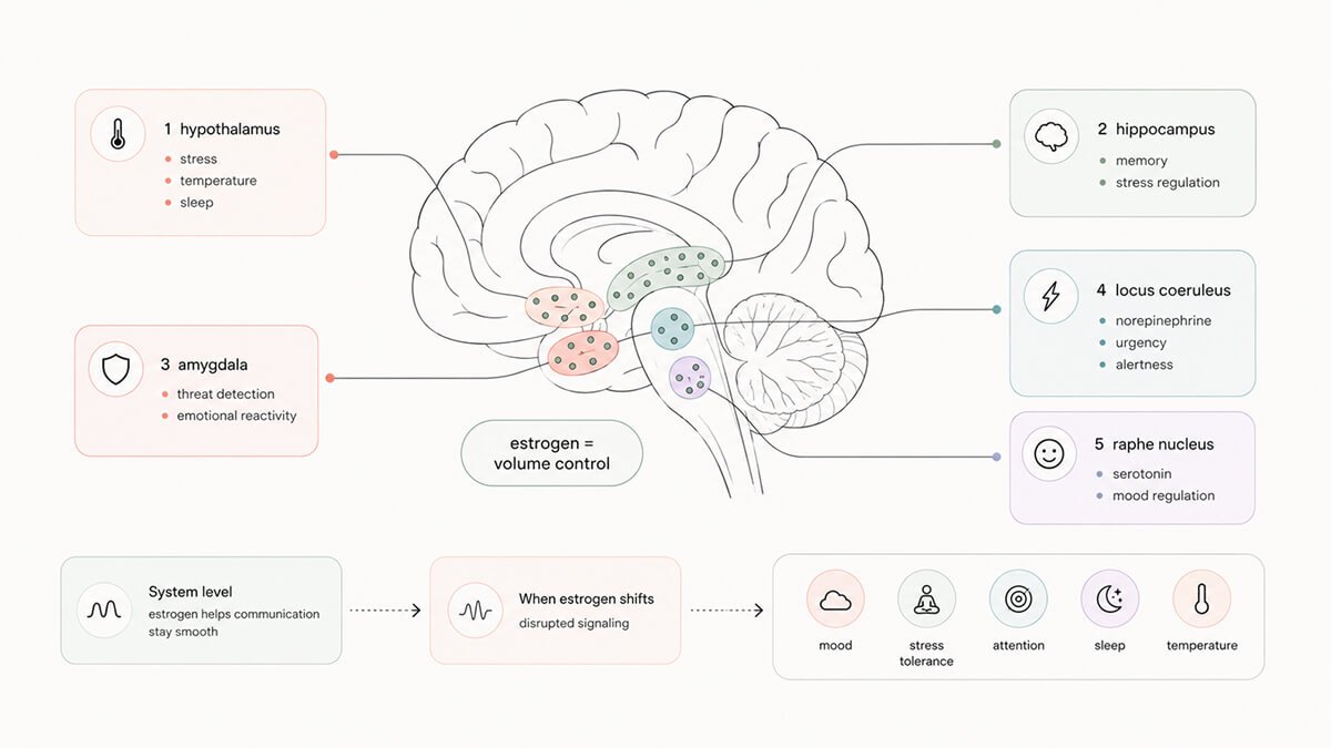 Different brain regions and what they do