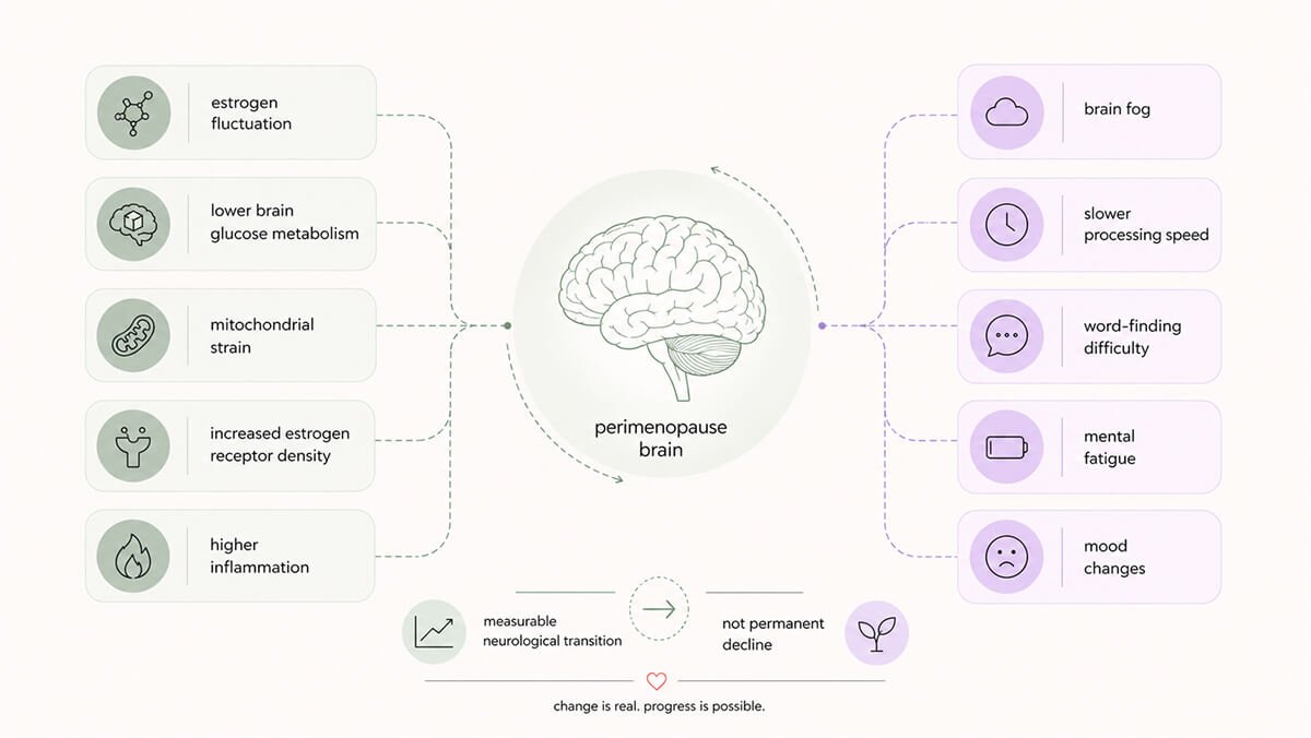 What is happening inside the menopause brain