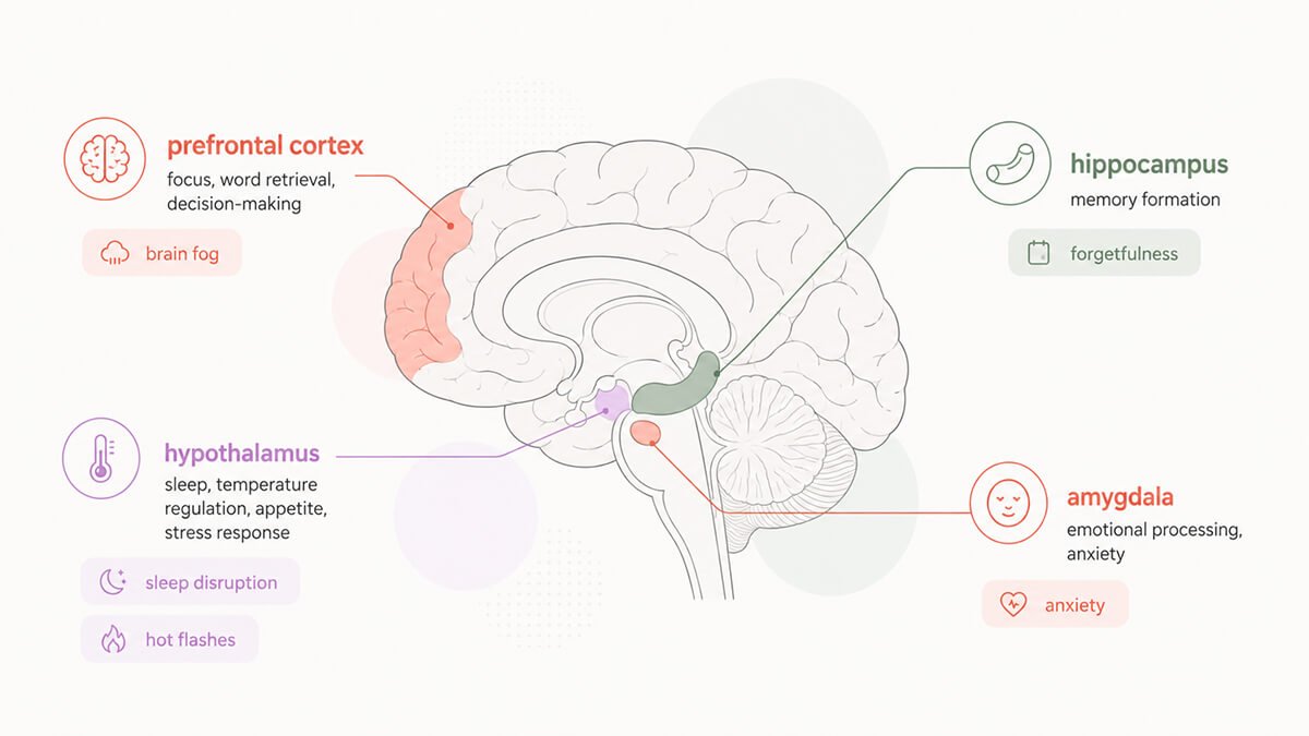 Perimenopause brain symptoms affecting memory, focus, and mood