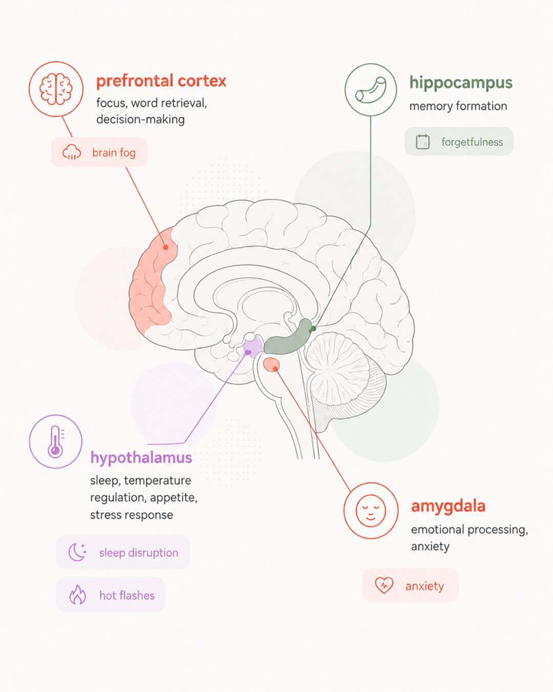Perimenopause brain symptoms affecting memory, focus, and mood