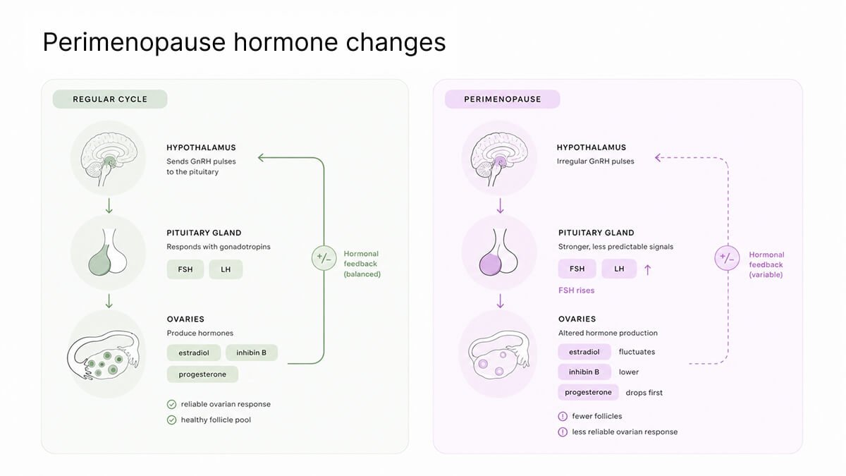 Hormone changes during perimenopause and their effects on the brain