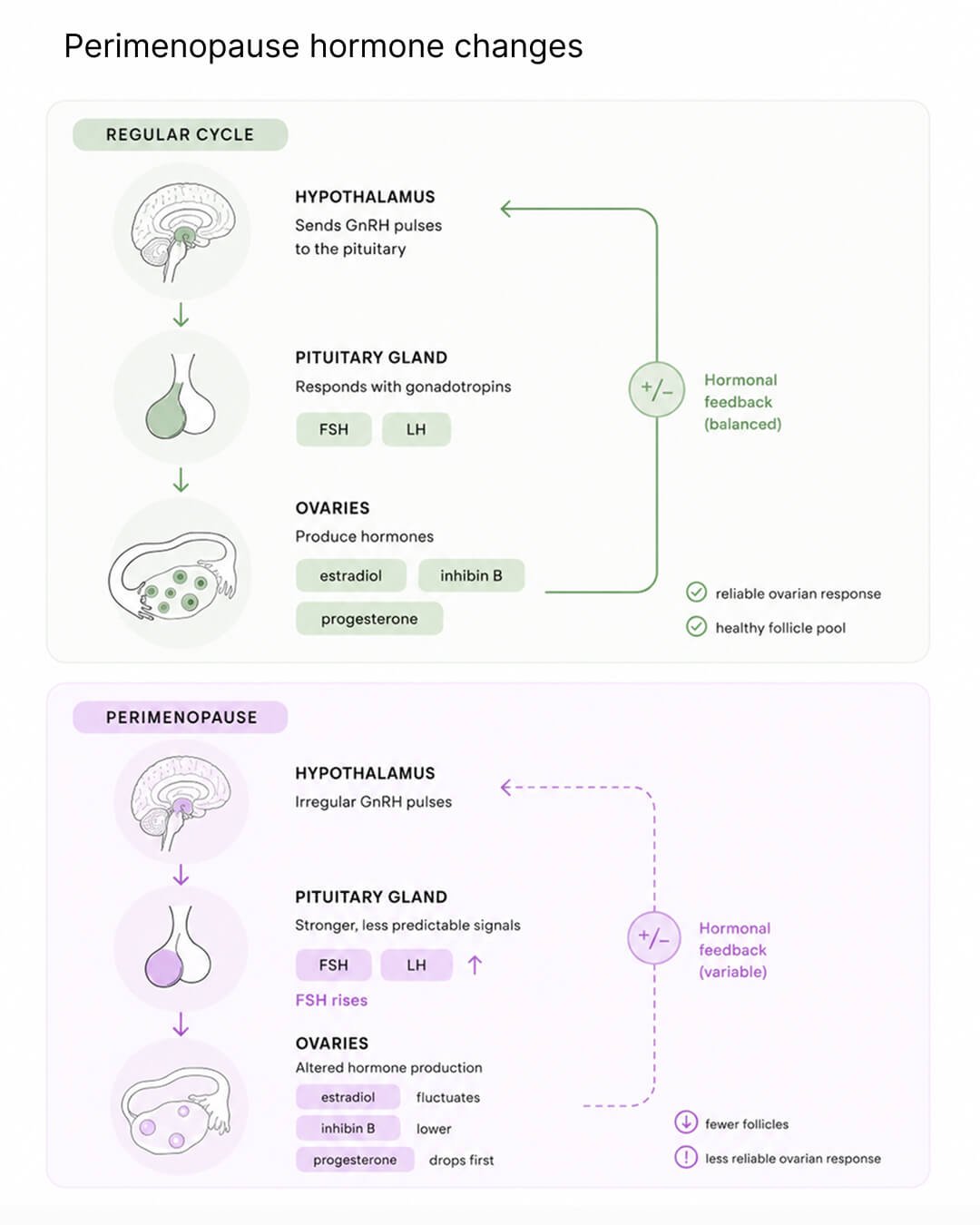 Hormone changes during perimenopause and their effects on the brain