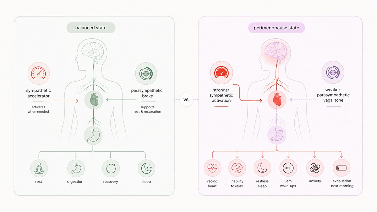 Perimenopause nervous system VS balanced system