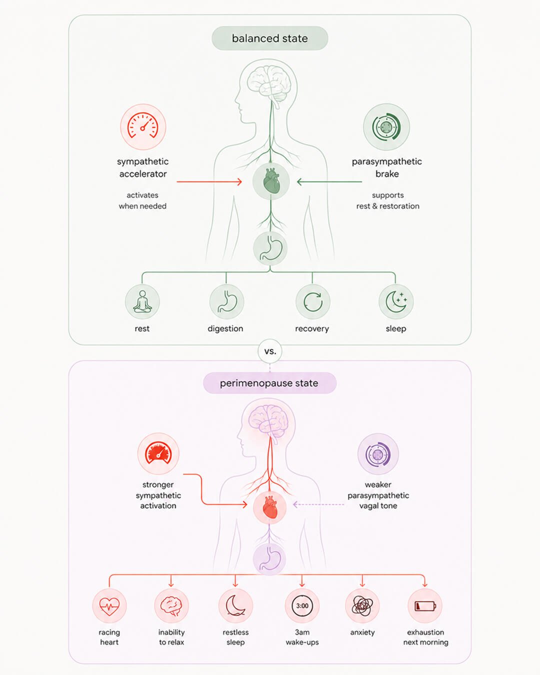 Perimenopause nervous system VS balanced system