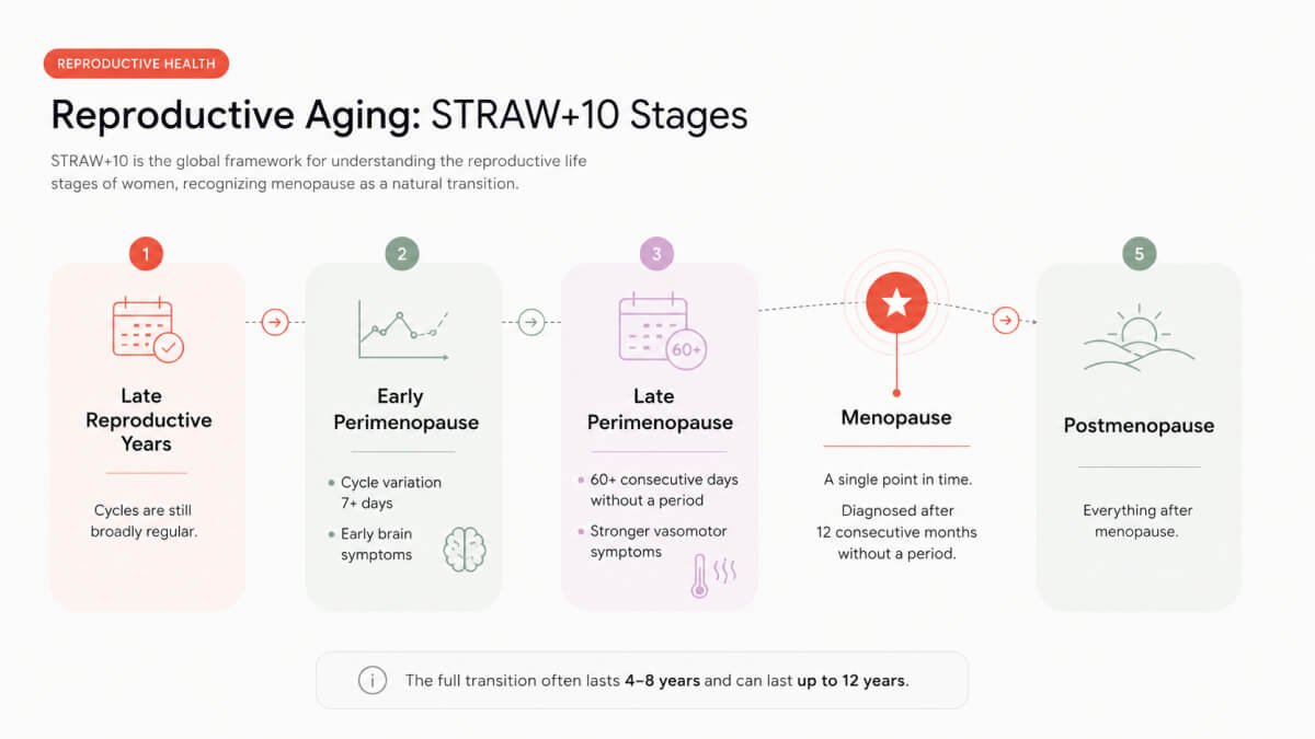 Stages of reproductive aging and the perimenopause timeline