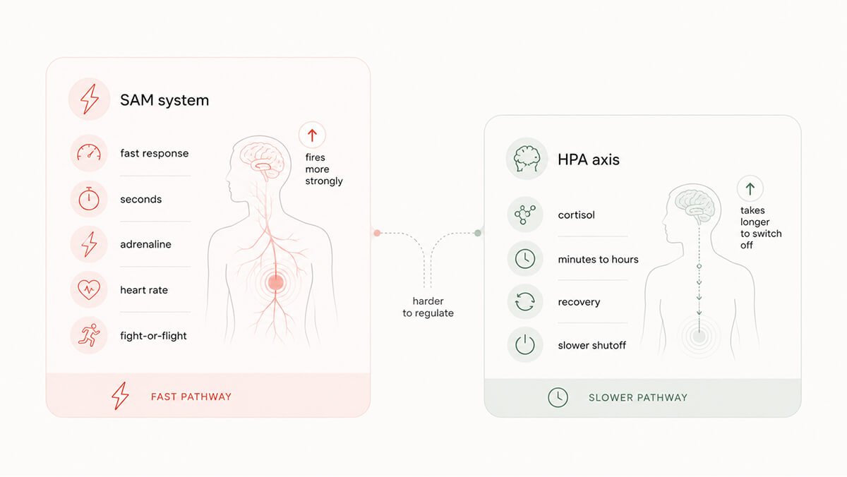 Menopause stress systems